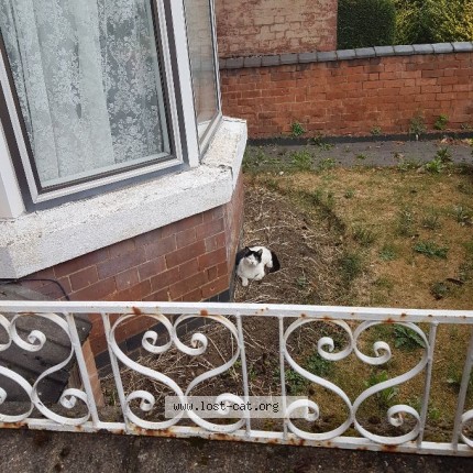 Photo 1/1 Found cat Found in Kettering