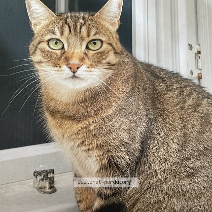 Photo of a cat found in Longue Jumelles