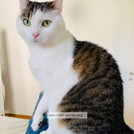 Photo of a cat found in Mulhouse