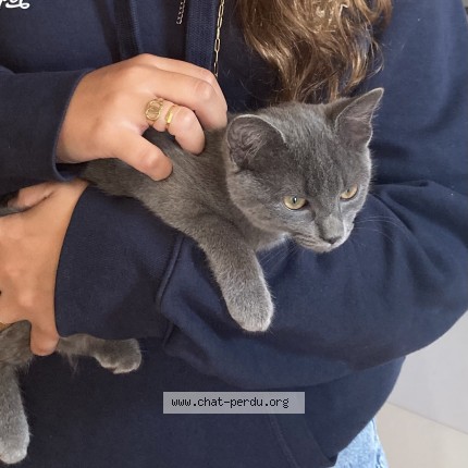 Photo of a cat found in Romagne