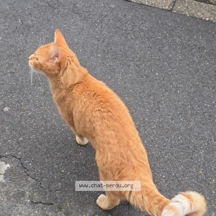 Photo of a cat found in Ronchin