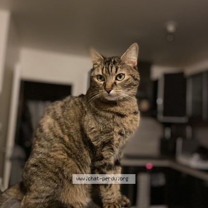 Foto einer wiedergefundenen Katze in Fontenay Le Vicomte