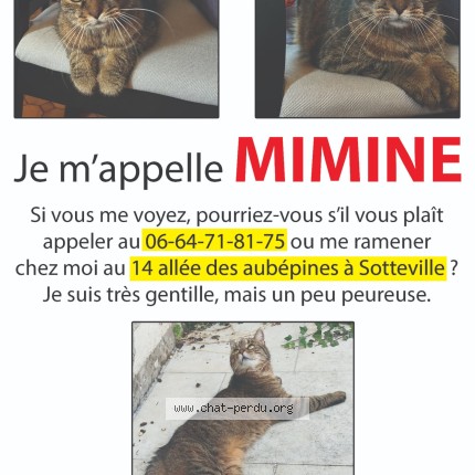 Photo of a cat found in Sotteville Les Rouen