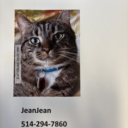 Photo 1/1 JeanJean Cat lost in Cote St Luc