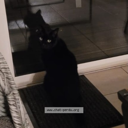 Photo of a cat found in Tours