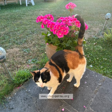 Photo of a cat found in Steenokkerzeel
