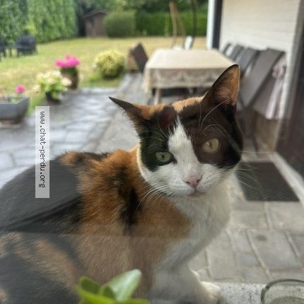 Foto 2/2 Kat teruggevonden Gevonden in Steenokkerzeel