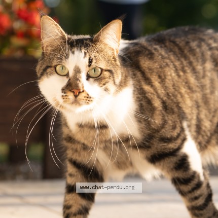 Photo of a cat found in Prix Les Mezieres Et Alentours