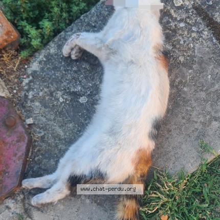 Picture of cat found at Pamiers