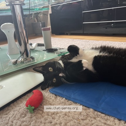 Photo of a cat found in Tourcoing