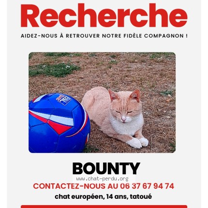 Photo of a cat found in Saint Ouen De Thouberville