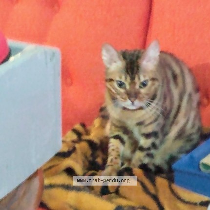 Photo 2/2 Nina Cat lost in Tadoussac