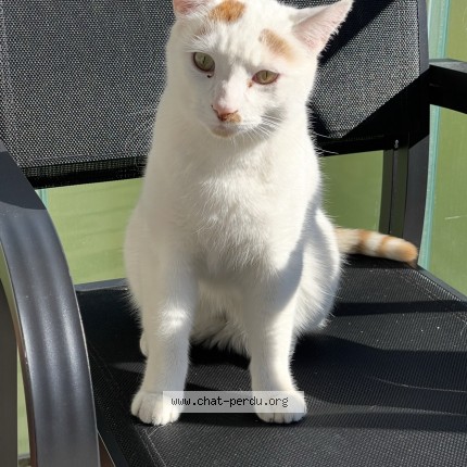 Foto 1/1 Pashy Katze verloren in Essertines Sur Yverdon
