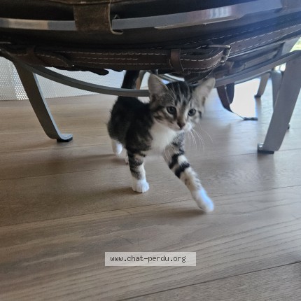Foto 1/1 moustique Kat vermist in Ittre
