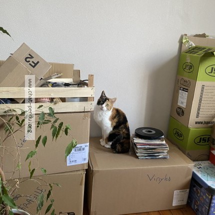 Photo of a cat found in Francin