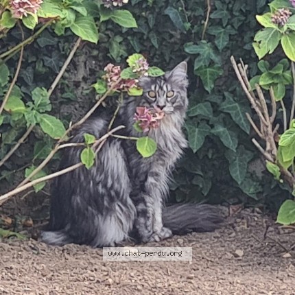 Photo of a cat found in Nevez Keroren