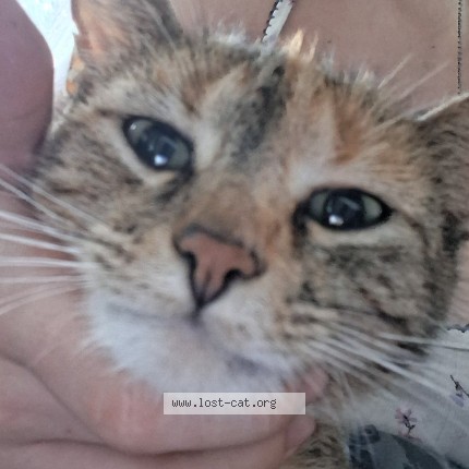 Photo 1/4 Loki Cat lost in Sparta