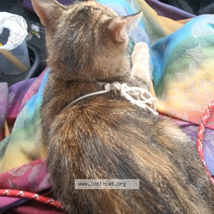 Photo 2/4 Loki Cat lost in Sparta