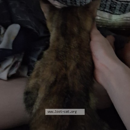 Photo 3/4 Loki Cat lost in Sparta