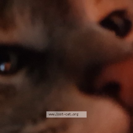 Photo 4/4 Loki Cat lost in Sparta