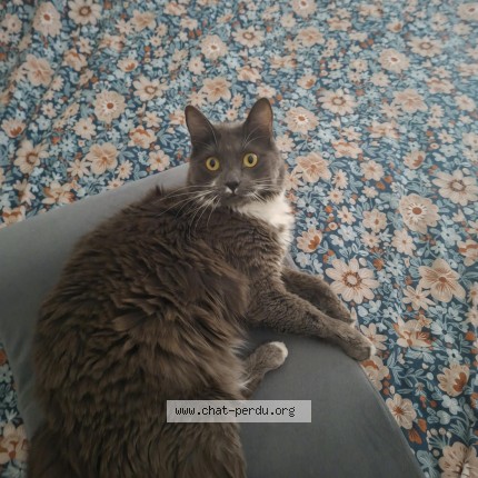 Photo of a cat found in Saint Pierre De Regard