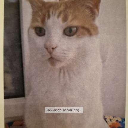 Photo of a cat found in Rambouillet