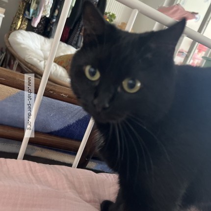 Photo of a cat found in Chatenois