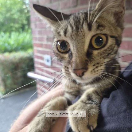 Photo of a cat found in Amiens