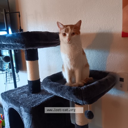 Photo 3/4 Dallas Cat lost in Fargo