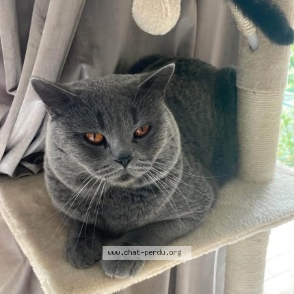 Foto 1/1 timba Kat vermist in Saive