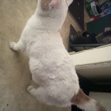 tigger