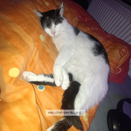 Foto 1/1 yuki Kat vermist in Liege