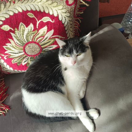 Foto 1/1 yuki Kat vermist in Liege