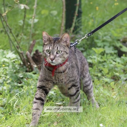 Photo of a cat found in Saintes