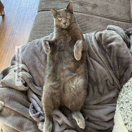Photo of a cat found in Villabe