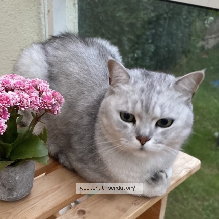 Photo of a cat found in La Meignanne