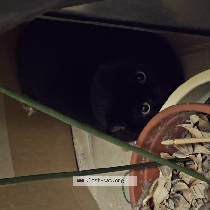Photo of a cat found in Stiring Wendel
