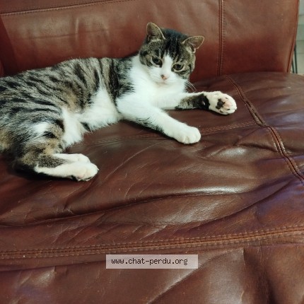 Photo of a cat found in Morlaix