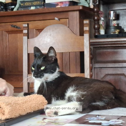 Foto 1/1 Kat teruggevonden Gevonden in Hannut