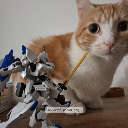 Photo of a cat found in La Rochelle
