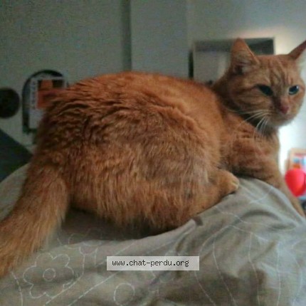 Foto 1/1 Horatio Kat vermist in Lasne