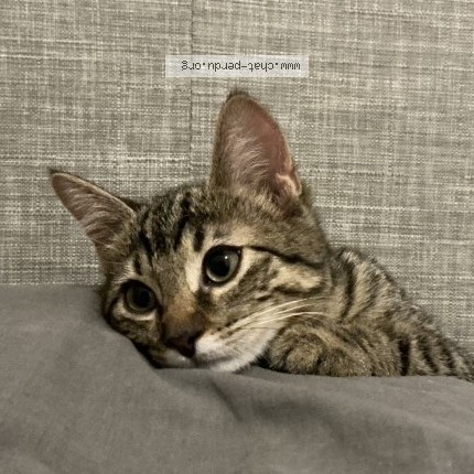 Photo of a cat found in Perpignan
