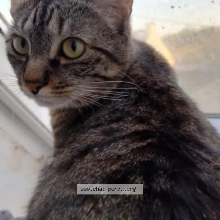 Photo of a cat found in Quimper