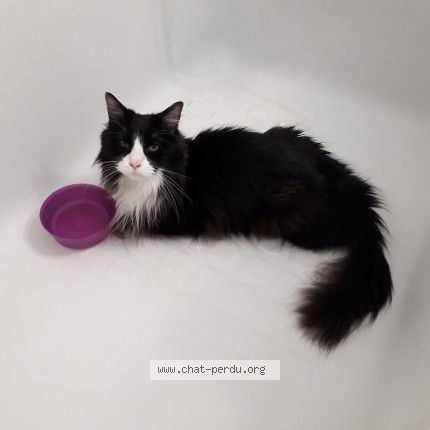 Photo of a cat found in Millery