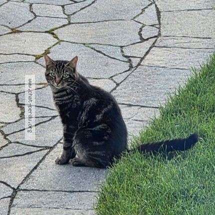 Photo 1/3 Found cat Found in Joliette