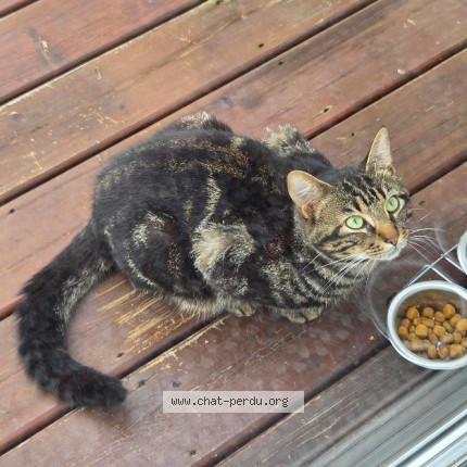 Photo 2/3 Found cat Found in Joliette