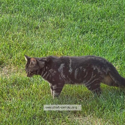 Photo 3/3 Found cat Found in Joliette