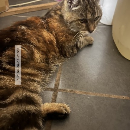 Photo of a cat found in Duttlenheim