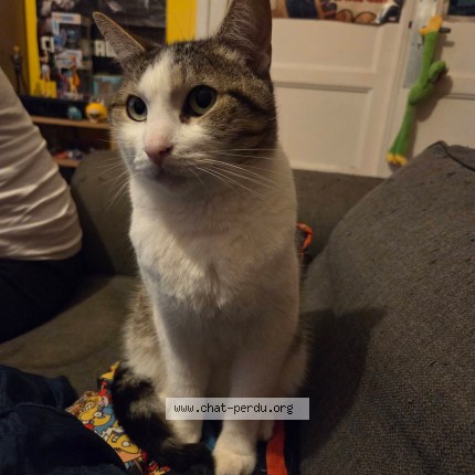 Photo of a cat found in Pau