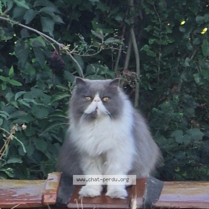 Foto 1/1 Ugo Kat vermist in Woluwe Saint Pierre